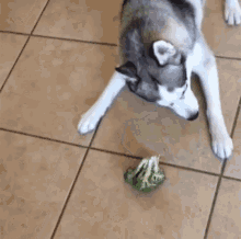 Dog Broccoli GIF - Dog Broccoli Husky GIFs