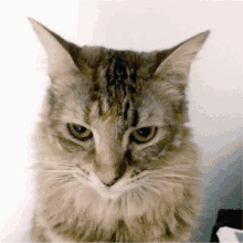 a close up of a cat looking at the camera
