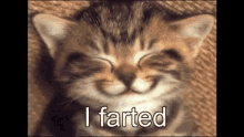 Cat Farted GIF