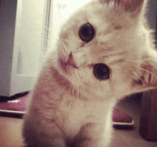 a close up of a cat 's face looking up