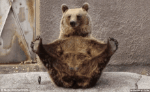 Bear With It GIF - Bear With It GIFs