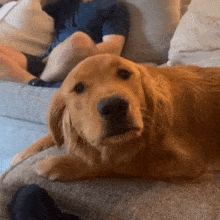 a golden retriever dog is laying on a couch with a person sitting on it .