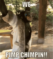 Pimp Chimpin Pimp GIF - Pimp Chimpin Pimp Chimp GIFs