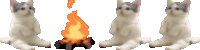 Cat Cat On Fire Sticker - Cat Cat On Fire Cat On Campfire Stickers