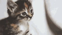 Meow Kitten GIF - Meow Kitten Cat GIFs