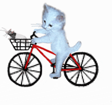 bike bicycle cycling kitty cat