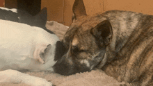 two dogs are laying next to each other on a bed