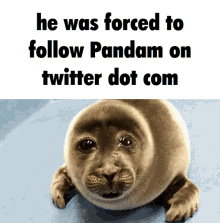 Pandam Twitter GIF - Pandam Twitter Sad Seal GIFs