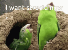 I Want Strucid Now Roblox GIF - I Want Strucid Now Roblox Bird GIFs