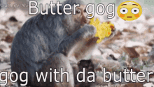 Gog Butter Gog GIF - Gog Butter Gog Butter Dog GIFs