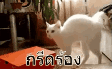 แมวกลัว ตกใจ ขนลุก หลังโก่ง GIF - Scared Cat Scaring Cat Bent Back GIFs