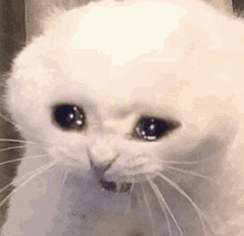 Cry Cat GIF - Cry Cat GIFs