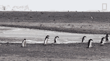 Marching Penguins Continent7 GIF