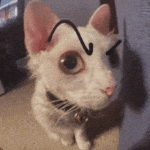 a close up of a white cat with a drawing of a triangle on its face