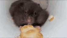 hamster snack cute pet animals