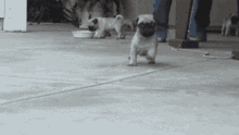 pug puppy walking running cute