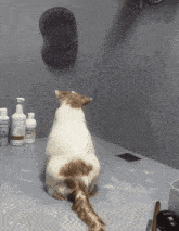 a cat is sitting on a table with bottles of shampoo and conditioner on it