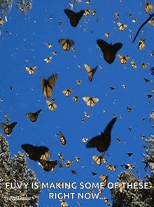 Butterfly GIF