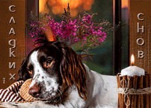 a brown and white dog laying next to a candle and a bouquet of pink flowers