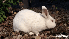 Bunny Rabbit GIF - Bunny Rabbit Animal GIFs