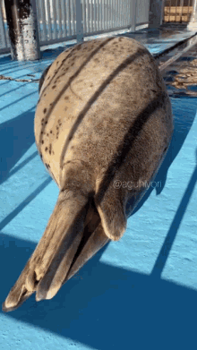 Seal Surprise GIF - Seal Surprise Surprised GIFs