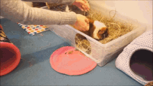 Why Is My Guinea Pig Scared Of Me GIF - Why Is My Guinea Pig Scared Of Me GIFs