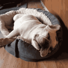 Snoring Puppy GIF - Snoring Sleep Tired GIFs