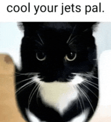 a black and white cat with the words cool your jets pal written above it