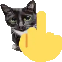 a cat with green eyes is behind a middle finger
