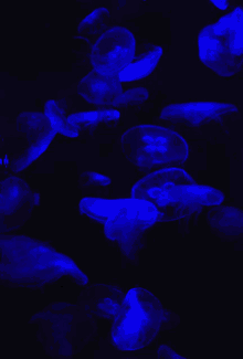 Jellyfish Glowing GIF - Jellyfish Glowing GIFs