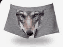 Wolf Boxer GIF - Wolf Boxer GIFs