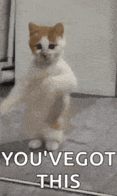 a cat is standing on its hind legs with the words `` you 've got this '' above it .