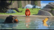 Angry Birds Movie GIF - Angry Birds Movie Angry Bird GIFs
