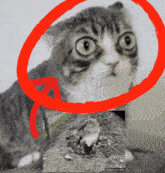 a picture of a cat with a red circle around its head and a picture of a dead rabbit on makeagif.com