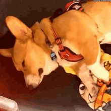 Ryu Maivia Dog GIF - Ryu Maivia Dog Doggo GIFs
