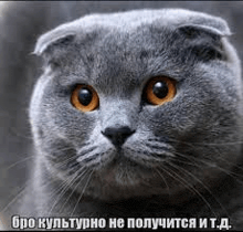a close up of a scottish fold cat with orange eyes and a caption in russian .