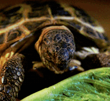 Turtle Lettuce GIF - Turtle Lettuce Eating GIFs