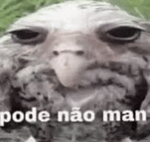 Pode Não GIF