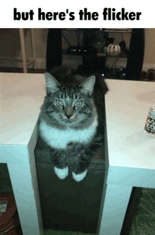 a cat is sitting on a table with a caption that says but here 's the flicker