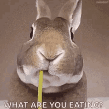 Bunny Eating GIF - Bunny Eating Flower GIFs