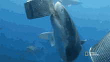 bite a case of mistaken identity shark vs surfer hungry tiger shark
