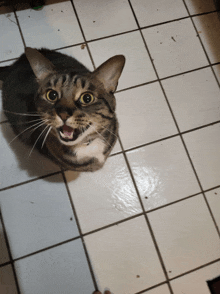 a cat with a surprised look on its face looks up at the camera