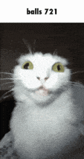 a close up of a white cat with yellow eyes and the words balls 721 below it