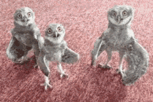Owl Shocked GIF - Owl Shocked Huh GIFs