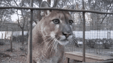 a mountain lion is behind a fence and looking through it .