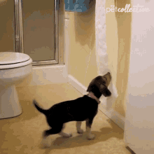 Biting The Pet Collective GIF - Biting The Pet Collective Ruining GIFs