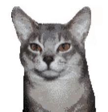 a cat is smiling and looking at the camera .
