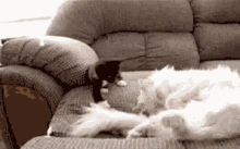 Cat Wake Up GIF - Cat Wake Up Come On GIFs