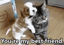 Friends Chap Cute Dog GIF - Friends Chap Cute Dog Cute Cat GIFs
