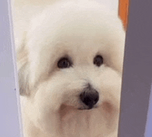 a small white dog is peeking through a doorway .